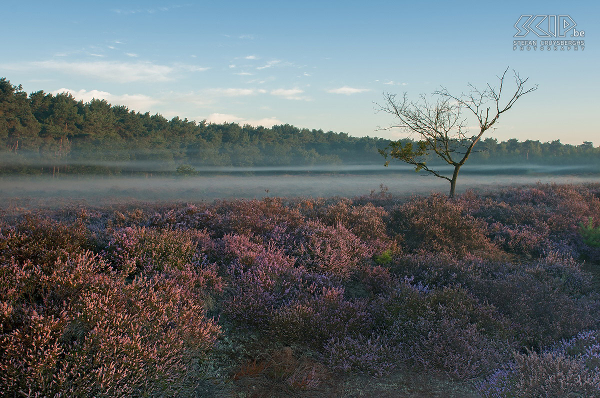 Bloeiende heide - Heuvelse Heide Vanaf midden augustus staat de heide weer volop in bloei in onze natuurgebieden in de Kempen. Ik ging wandelen in de Maasmechelse Heide in het Nationaal Park Hoge Kempen en stond een paar keer vroeg op om de zonsopgang en de paarse kleurenpracht te kunnen fotograferen op de Heuvelse Heide in mijn thuissstad Lommel. Stefan Cruysberghs